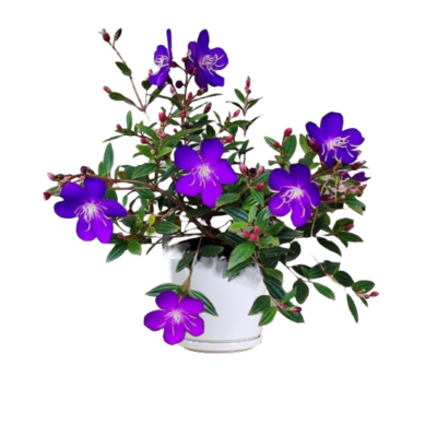 Princess Flower - Pleroma urvilleanum